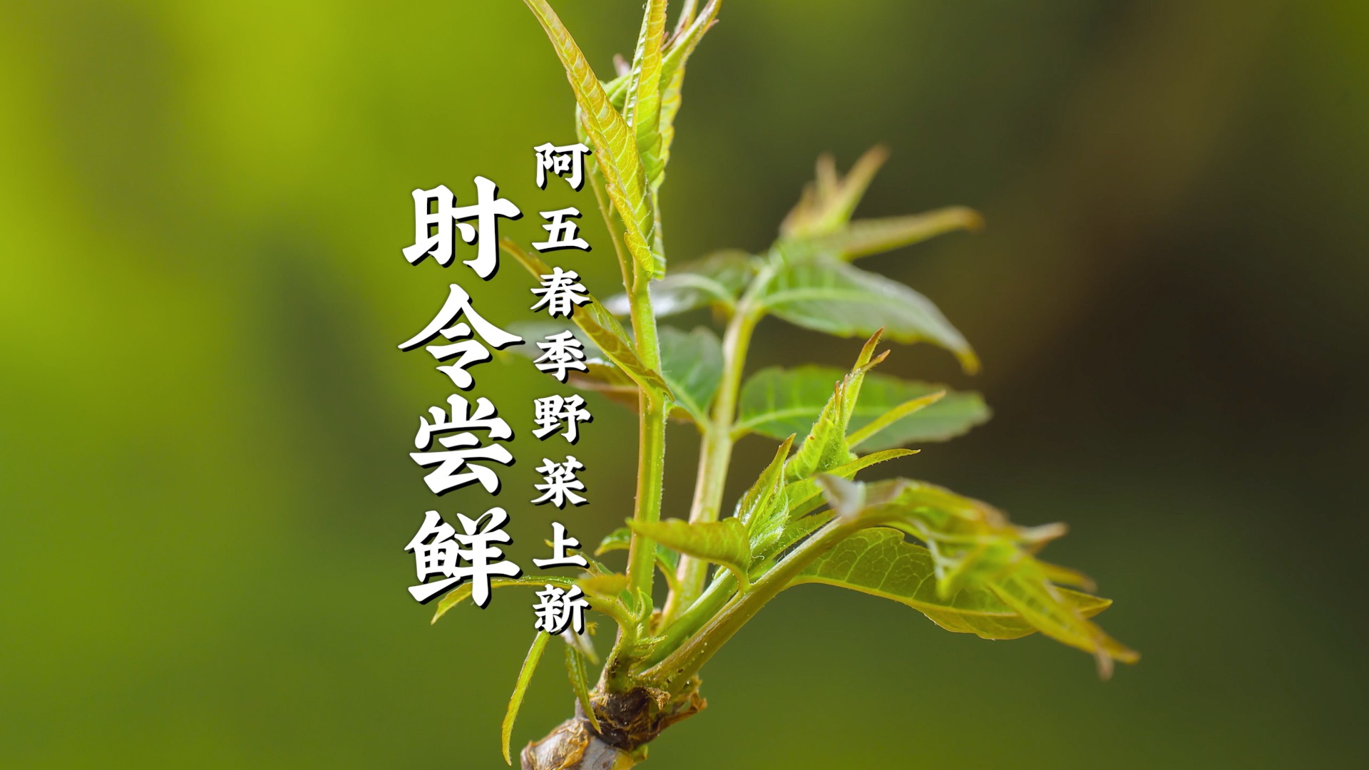 时令野菜 春日尝鲜|阿五春季野菜上新