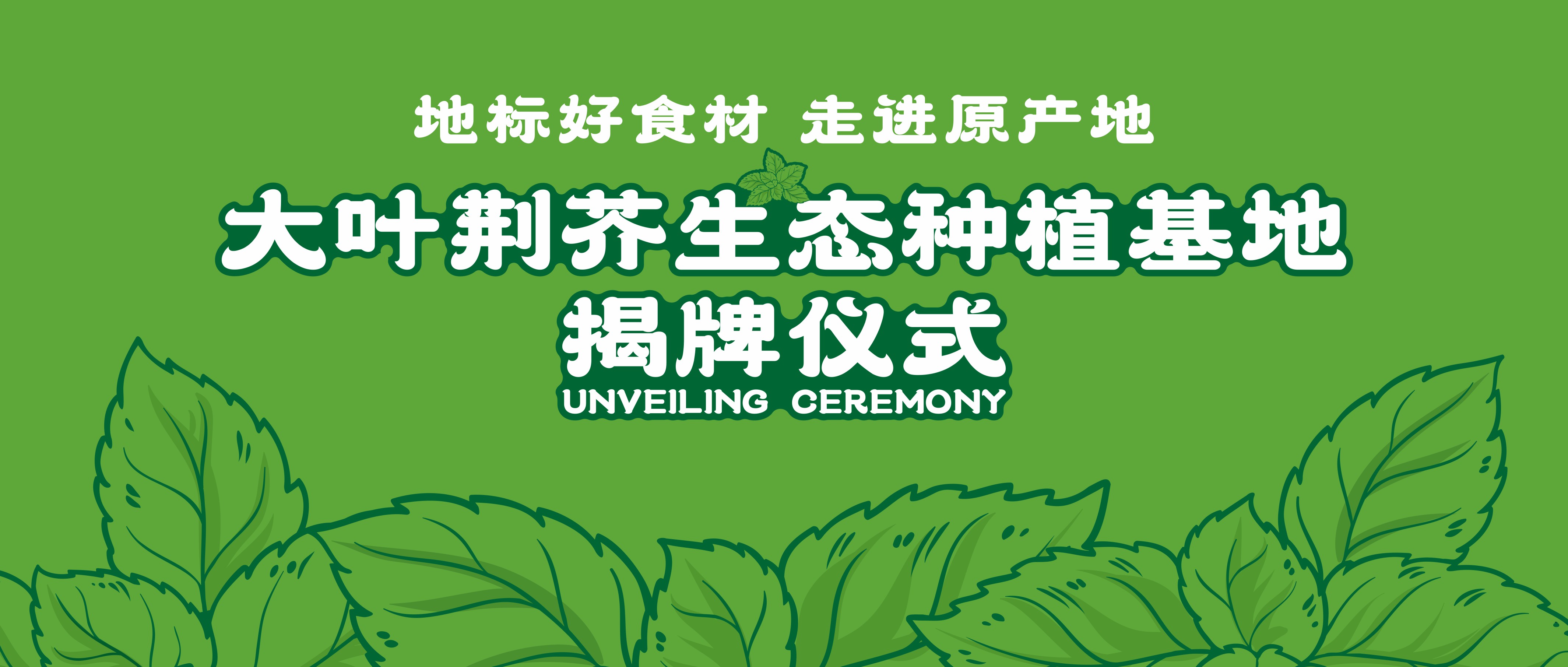 探访地标好食材 | 阿五大叶荆芥生态种植基地揭牌